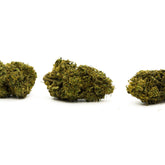 Sour Hawaiian Haze Hemp Flower Wholesale - Plants